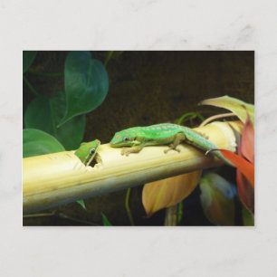 Gecko Love Postcard