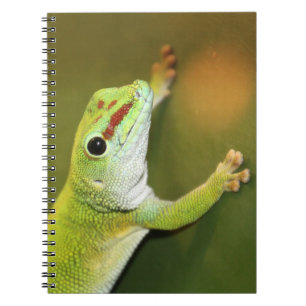 Gecko Notebook