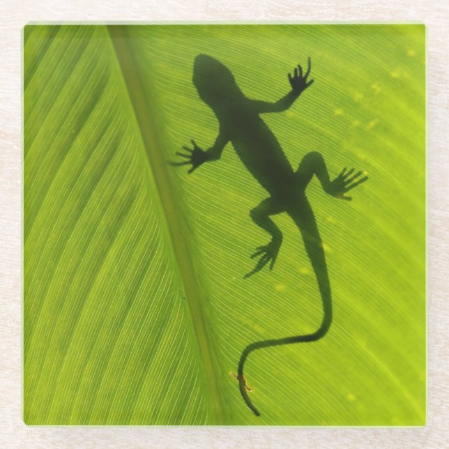 Gecko Silhouette Glass Coaster (Front)