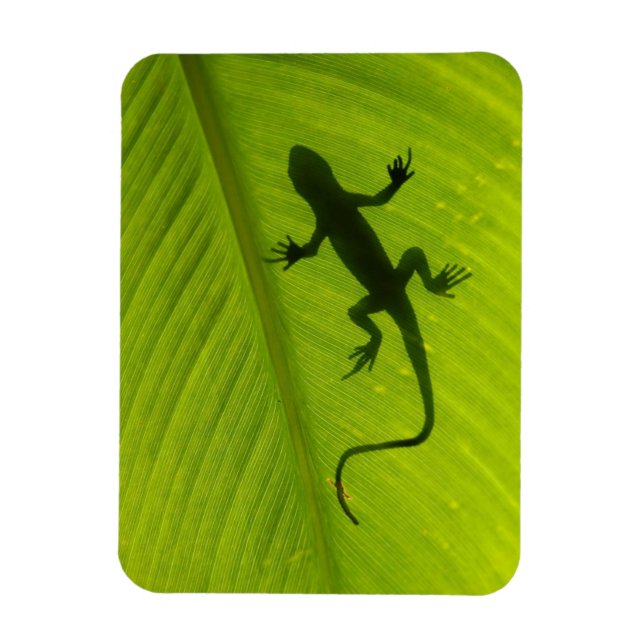 Gecko Silhouette Magnet (Vertical)