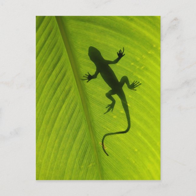 Gecko Silhouette Postcard (Front)
