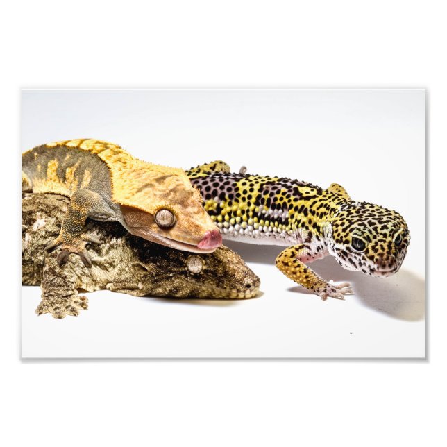 Geckos Photo Print (Front)