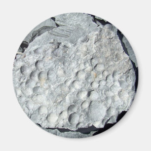 Geer Road Fossils Magnet