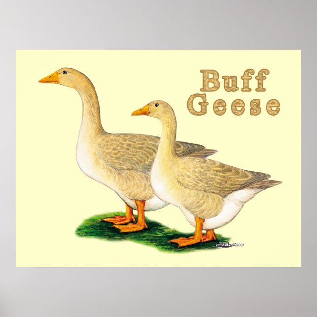 Geese:  American Buffs Poster (Front)