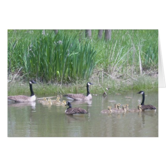 Geese and Goslings on a Pond (Front Horizontal)