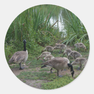 Geese and Goslings Stickers