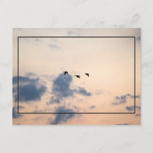 Geese and Soft Sunset Postcard