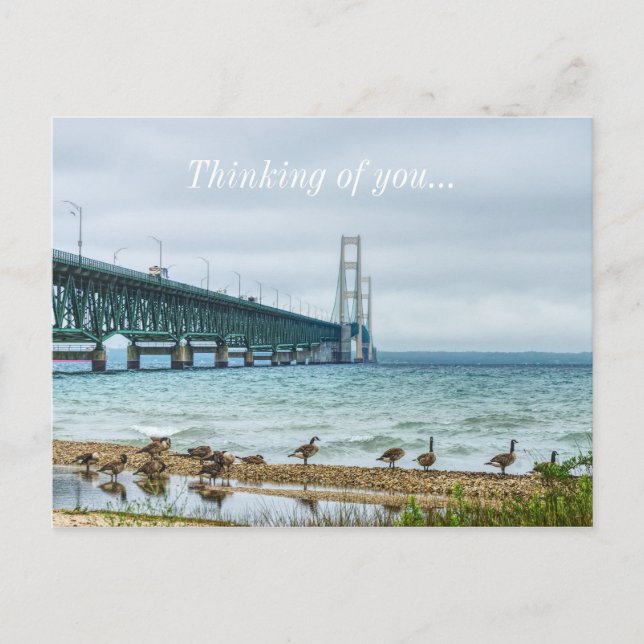 Geese At Mighty Mac Thinking of You Postcard (Front)