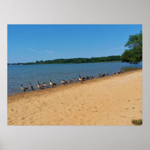 Geese at Silver Lake, Wisconsin Poster