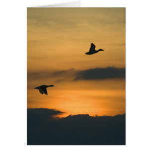 Geese at sunset