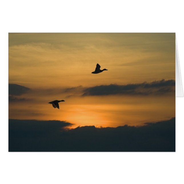 Geese at sunset (Front Horizontal)