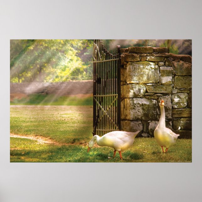 Geese -  Birds of a Feather Poster (Front)