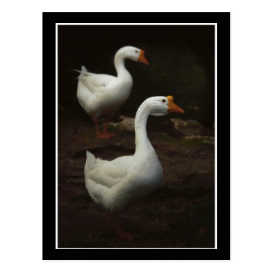 Geese City Park New Orleans Postcard