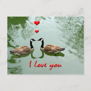 Geese Couple in Love - 'I Love You' Hearts Postcard