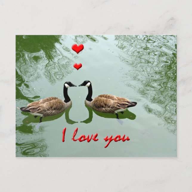 Geese Couple in Love - 'I Love You' Hearts Postcard (Front)