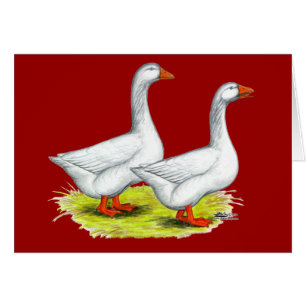 Geese: Embden Pair