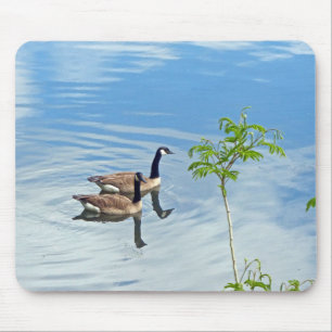 Geese Enjoying a Swim Mouse Pad