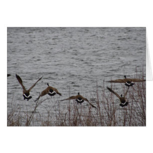 Geese in flight