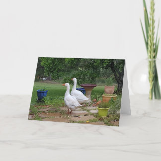 Geese in Garden - Blank Card