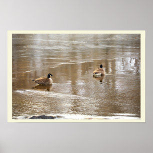 Geese in Icy Creek Poster