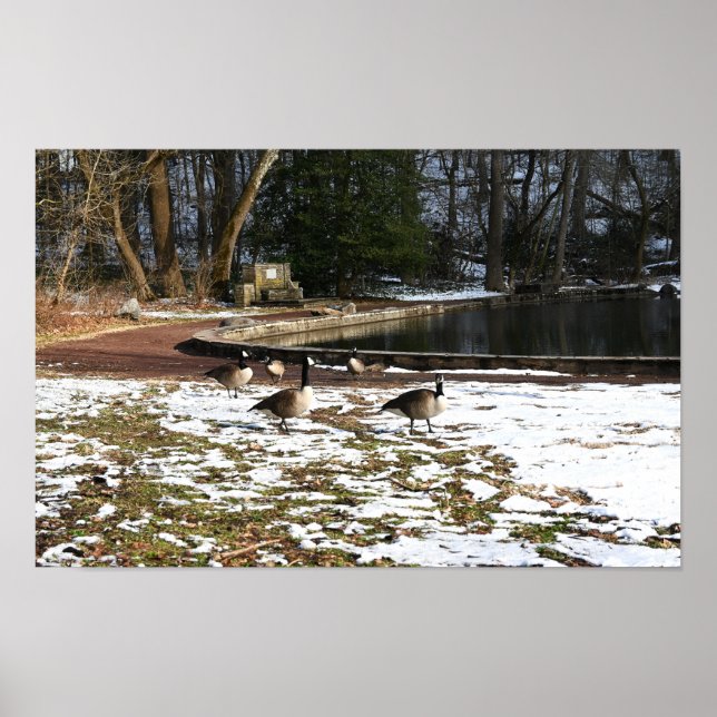 Geese in Snow by Pond Poster (Front)