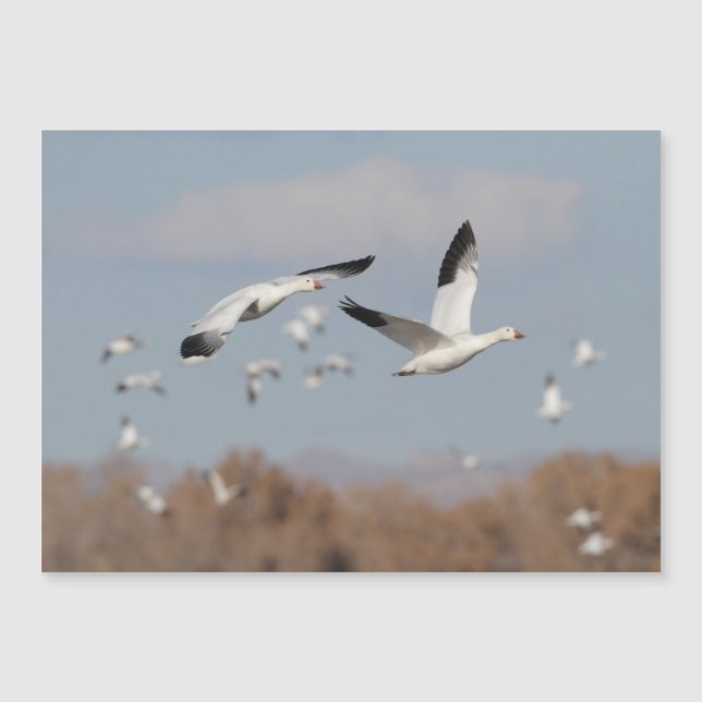 Geese in the Bosque skies (Front)