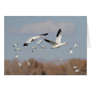 Geese in the Bosque skies