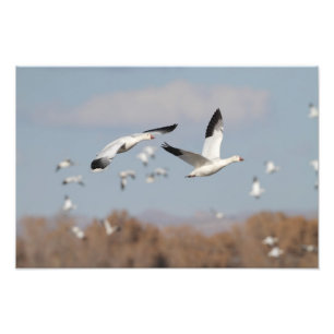Geese in the Bosque skies Photo Print