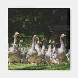 Geese in the Dordogne magnet