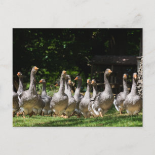 Geese in the Dordogne postcard