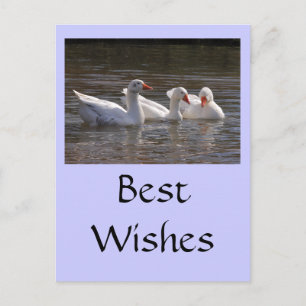 Geese in the Duckpond Postcard