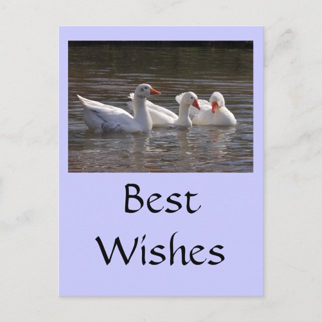 Geese in the Duckpond Postcard (Front)