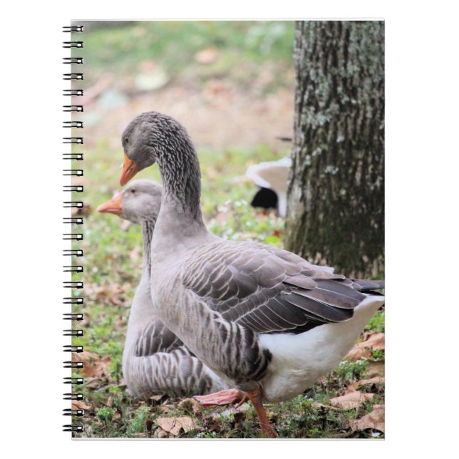 Geese    notebook (Front)