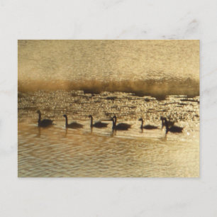 Geese on Golden Pond Postcard