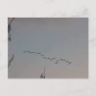 Geese on the Fly Postcard