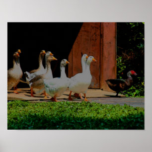 Geese On The March Animal Art Poster