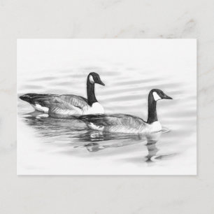 Geese on Water Postcard