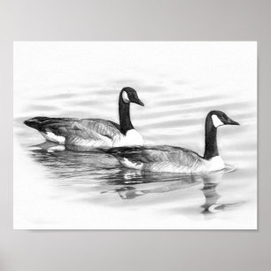 Geese on Water Poster