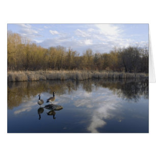 Geese Perch at Dodge Nature Centre