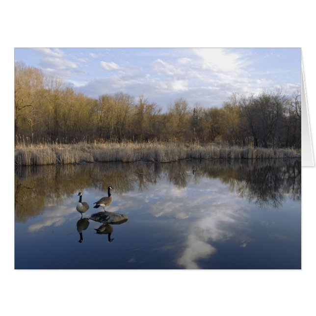 Geese Perch at Dodge Nature Centre (Front Horizontal)