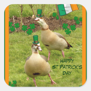 Geese performing a little Irish dancing Square Sticker