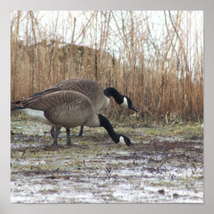 Geese Photo Poster