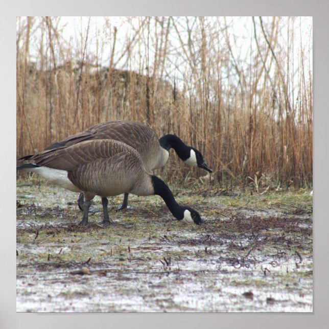 Geese Photo Poster (Front)