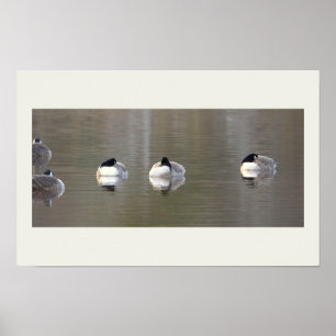 Geese Photo Poster