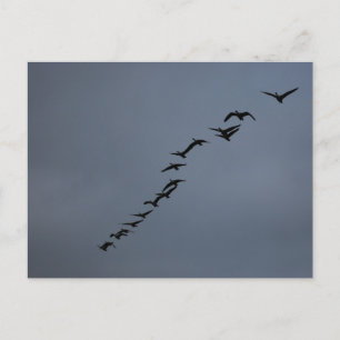 Geese Postcard