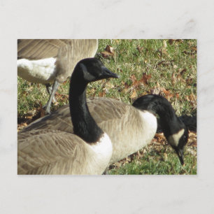 Geese Postcard