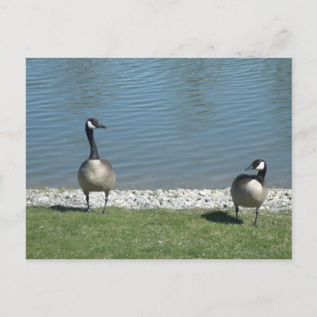 Geese Postcard (Front)
