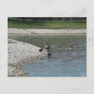 Geese Postcard