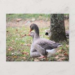 Geese Postcard