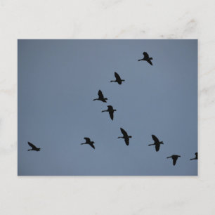 Geese Postcard